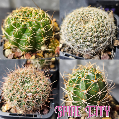 Cactus bundle of 4 easy care species, ideal for beginners or as a gift.