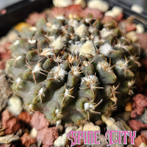 Eight-year-old Neochilenia occulta with a low, flattened body, deep moody colouration and compact mature form.