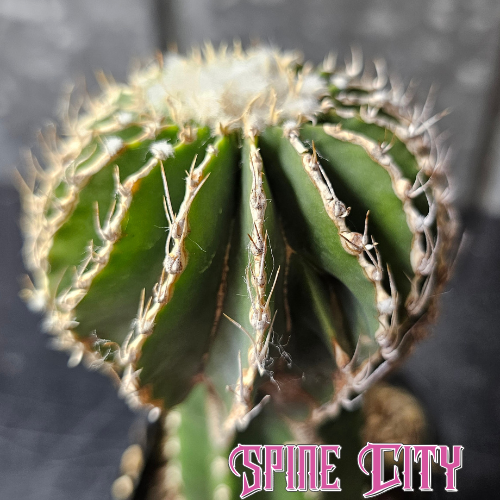 Geohintonia mexicana cactus with deep green colour, tight ribs, and natural weathering on a mature flowering specimen