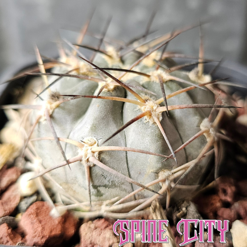 Seven-year-old Acanthocalycium glaucum with powdery blue skin, compact growth and prominent black-tipped spines.