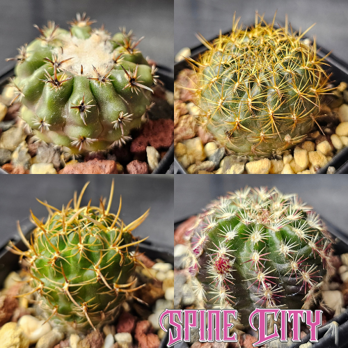 The Odd Bunch cactus bundle featuring four assorted cacti with contrasting forms, textures and individual character.