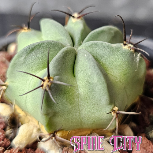Lobivia jajoiana v. paucicostata WR217 cactus with glaucous skin and emerging red spines
