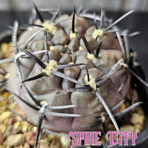 Gymnocalycium striglianum cactus with purple body and black spines rare specimen