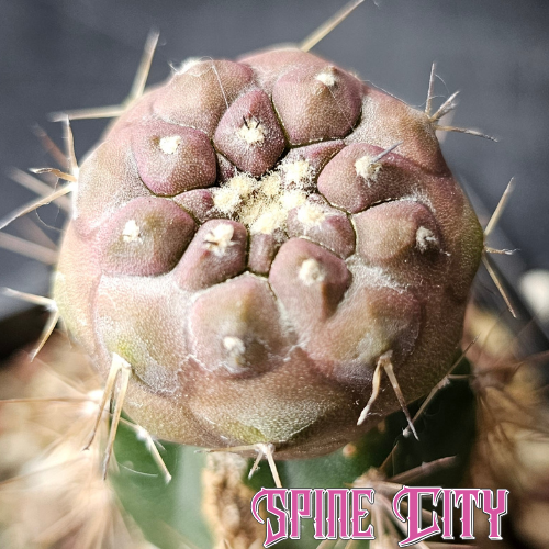 Grafted Copiapoa cinerea starter propagated from a proven Spine City mother plant.
