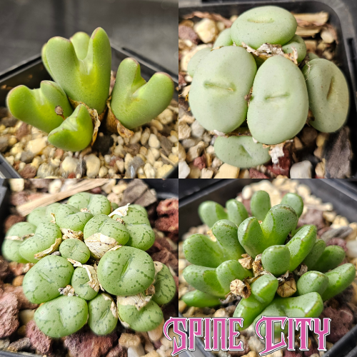 Conophytum bundle (4 plants) – mixed miniature succulents grown from seed, Spine City Australia