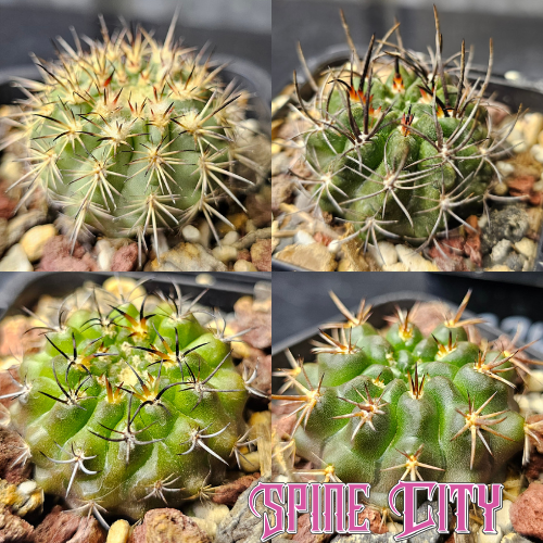 Cactus bundle - 4 plants curated Eriosyce Neoporteria clavata KK1447 Islaya copiapoides Horridocactus tuberisulcatus Neochilenia huascensis rare Eriosyce cactus Spine City collector mix