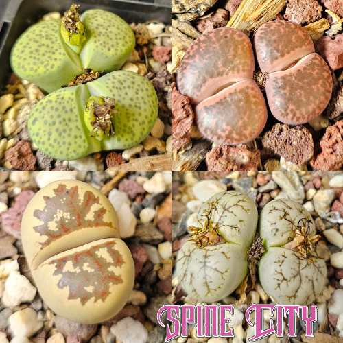 Lithops bundle 4 plants fine detail surface patterns