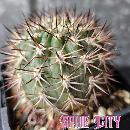 Acanthocalycium ferrarii with glaucous skin, heavy spination and highly symmetrical growth.
