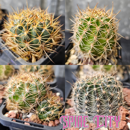 Cactus bundle (4 named plants)