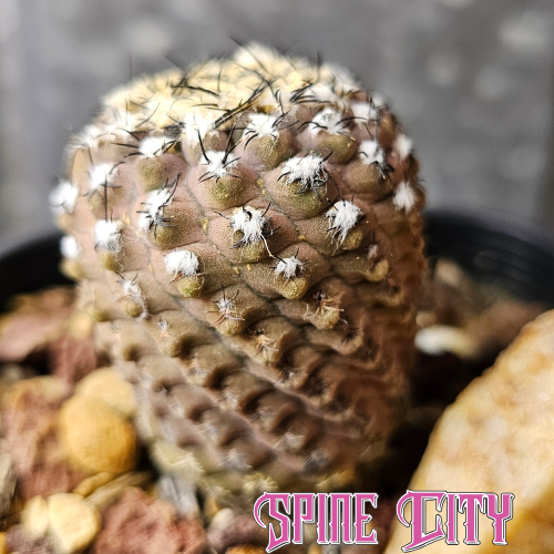 Neoporteria reichii relic grade slow grown over decade with textured knobbly body and aged patina