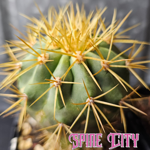 Copiapoa eremophila cactus breeding pair with green bodies and glowing honey yellow spines
