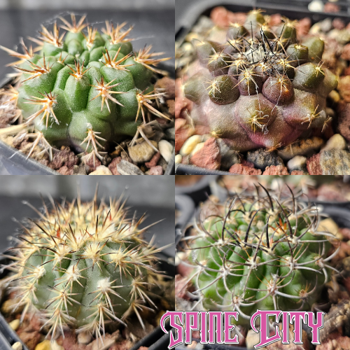 Desert Dwellers cactus bundle featuring four cacti with fierce spines, frosty bodies and varied desert forms.