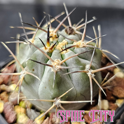 Acanthocalycium glaucum cactus with powdery blue skin and sculptural form.