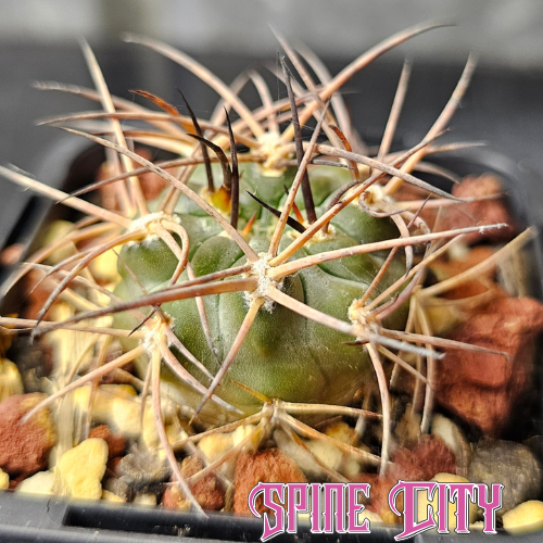 Acanthocalycium glaucum P394 cactus with glaucous skin and strong spines, grown slowly for character.