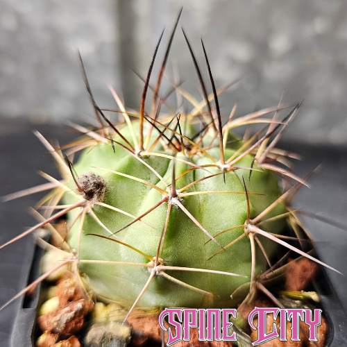 Acanthocalycium kuehassii cactus with powdery green body, strong spines, and colourful flowers.