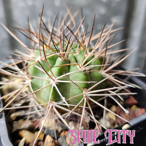 Acanthocalycium minutum with frosty skin and sharp, intense spines.