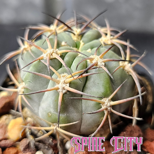 Acanthocalycium thionanthum v. glaucum P394 cactus with powdery blue skin and strong spines.