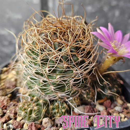 Advanced Lobivia hybrid with deep green body, wild dense spination, multiple pups and delicate soft pink flowers.