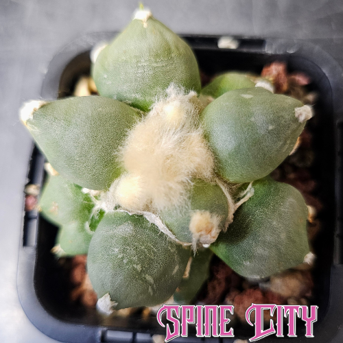 Ariocarpus Maruibo × Cauliflower F2 hybrid with short fat tubercles and woolly top