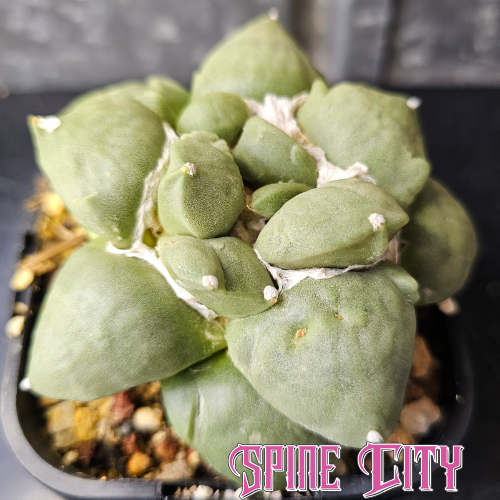 Ariocarpus cactus with frosty blue green skin, unique character and a small pup forming, large flowering size specimen
