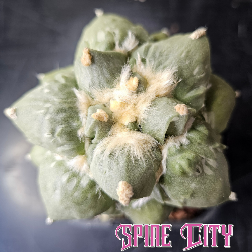 Ariocarpus cv. Cauliflower F1 Japan with slate green waxy skin, superb form and strongly developing Cauliflower texture.
