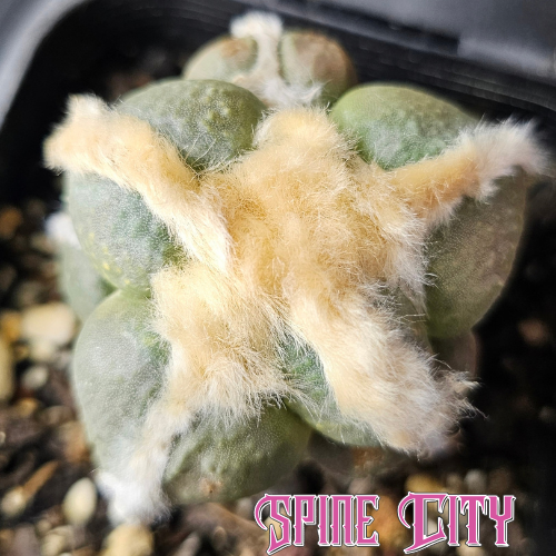 Ariocarpus cv. Maruibo with short chunky tubercles and dense wool running along the margins.