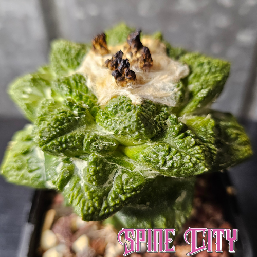 Ariocarpus cv. Super Godzilla with deep green body and highly textured tubercles – grown by Spine City