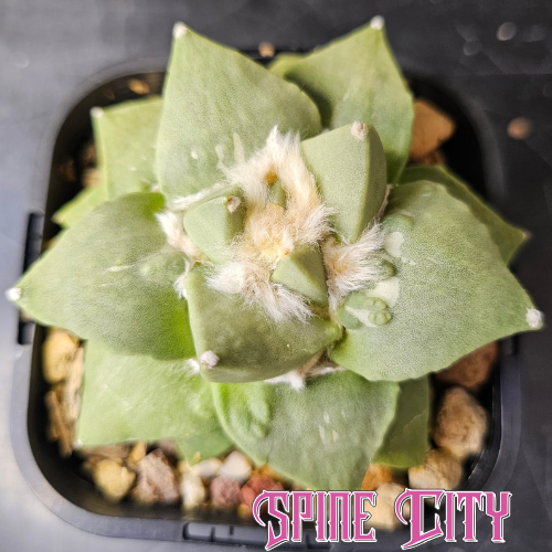 Ariocarpus hybrid with frosty green skin and early cauliflower traits developing, slow growing specimen