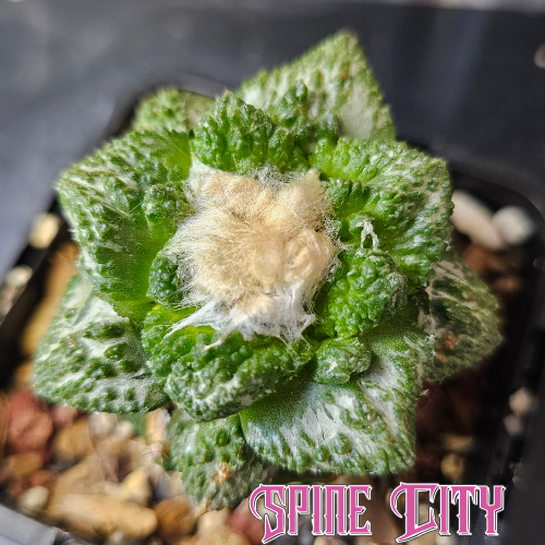 Ariocarpus hybrid (lloydii × Godzilla) × Godzilla with deep green colour and wide textured tubercles.