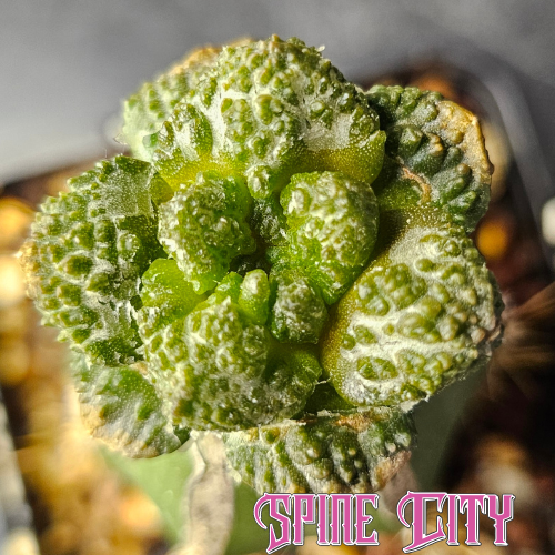 Ariocarpus hybrid (lloydii × Godzilla) × Godzilla with deep green colour and wide textured tubercles.