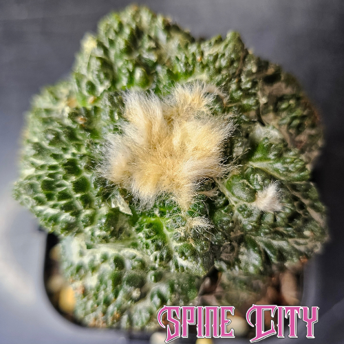 Ariocarpus (lloydii x Godzilla) x Godzilla with deeply textured emerald green skin and strong sculptural form.