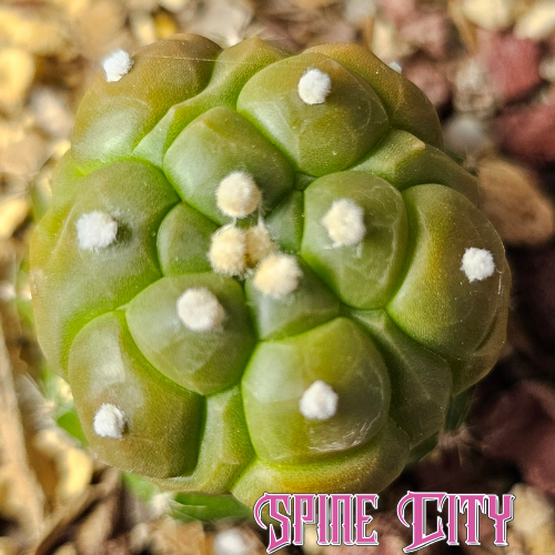 Astrophytum asterias Kikko geometric form with defined geometric pattern and green tone
