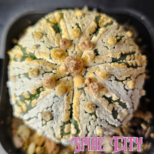 Astrophytum asterias Thai select cactus with dense flocking and a symmetrical rounded shape