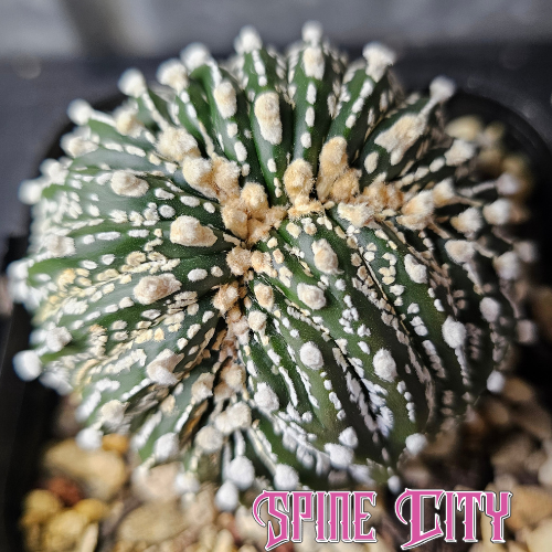 Astrophytum asterias crest with deep green body and unique folded form, never cloned or cut.