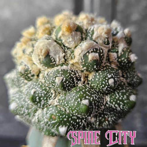 Astrophytum asterias cv. Kikko with deep green body, strong kikko character and heavy wool crown, large specimen