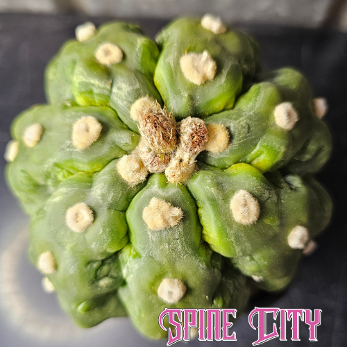 Astrophytum asterias cv. Kikko Muscle — an elite, sculptural form