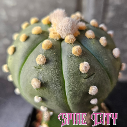 Astrophytum asterias cv. Ooibo cactus with deep green body, strong symmetry and pronounced fluffy dots, Spine City