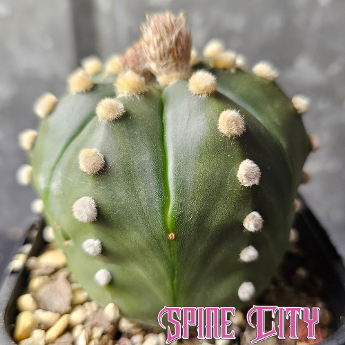 Astrophytum asterias hybrid with shiny green body and pronounced fluffy dots.