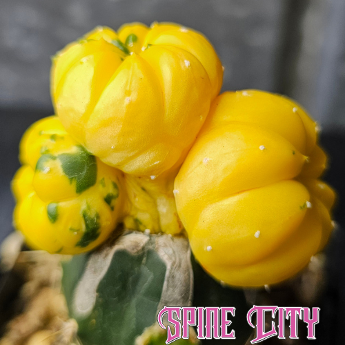 Astrophytum asterias hybrid with vibrant yellow body, green speckles and three heads