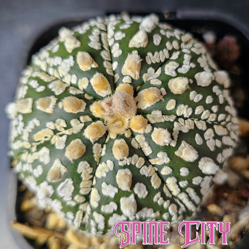 Astrophytum asterias hybrid with deep green body and pronounced fluffy flocking dots, well grown specimen