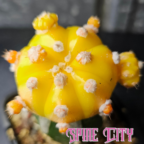 Astrophytum asterias hybrid with vibrant yellow and peach tones and multi-head form
