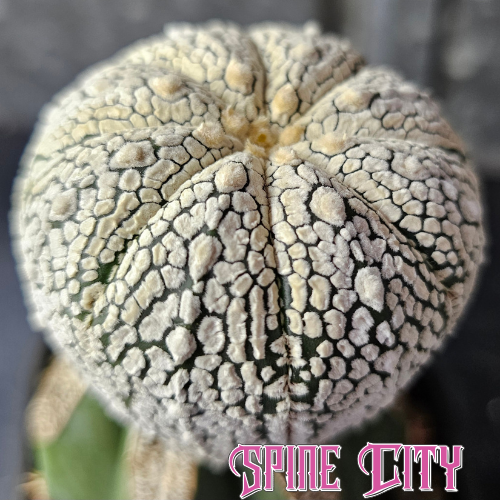 Astrophytum asterias with extremely dense white flocking, heavy coverage and minimal visible green body