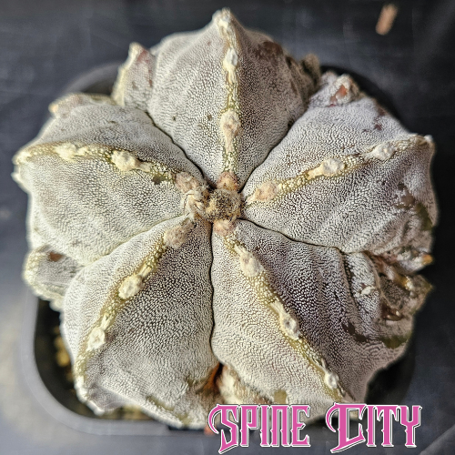 Large Astrophytum cv. FK1 with dense Onzuka patterning, Fukuryu rib detailing and a full rounded form.