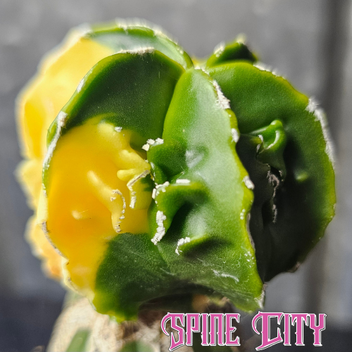 Astrophytum myriostigma Hekiran Nishiki with deep green body and rib-rippling variegation