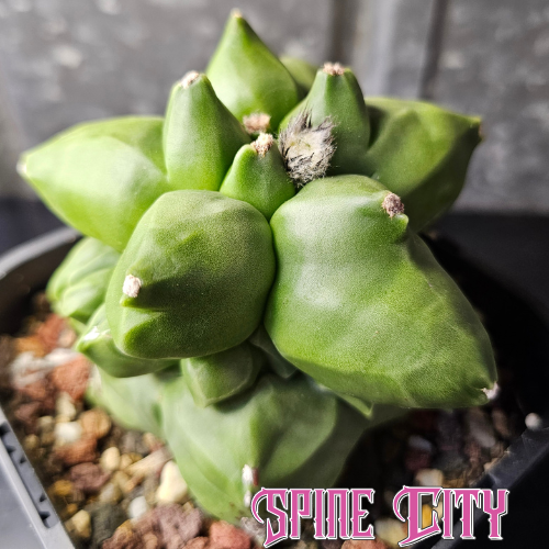 Astrophytum myriostigma Kikko extreme form with shiny green nudum body and highly pronounced tubercles