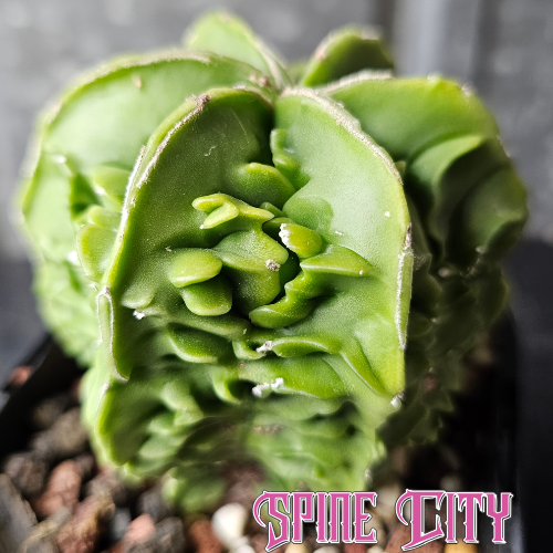Astrophytum myriostigma cv. Fukuryu with luscious green body, pronounced rib margins, rippled growth and intricate irregular patterning.