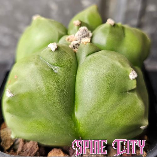 Astrophytum myriostigma cv. Kikko with lush green skin, full rounded form and early kikko notching, large specimen