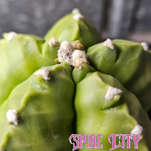 Astrophytum myriostigma cv. Kikko with a chunky green body and strongly developing Kikko notching.