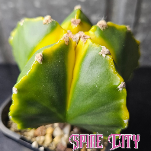 Astrophytum myriostigma cv. Koh-yo cactus showing colourful yellow and red tones on new growth