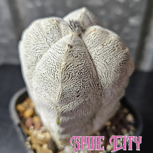 Tall Astrophytum myriostigma cv. Onzuka quad specimen with four ribs and dense bright white flocking.